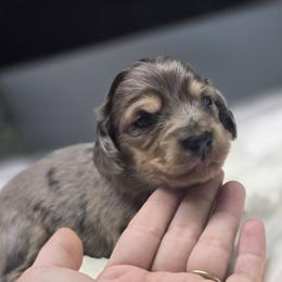 Bambi - Black and cream female Dachshund puppy in Mcminnville, Tennessee from Red Barn Farms Minis