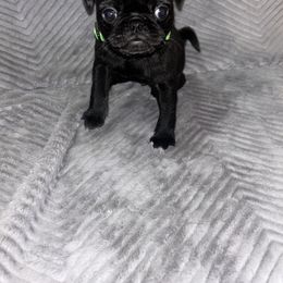 Pug Puppies from Rory’s Curly Tails