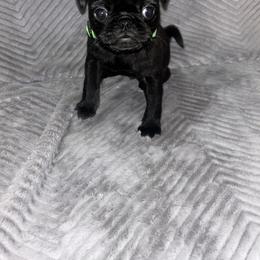 Pug Puppies from Rory’s Curly Tails