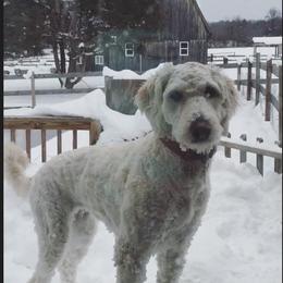 Jur - Goldendoodle