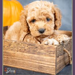 Nathan - Red and white male Cockapoo puppy in Connersville, Indiana from Deaz Doodle Ranch