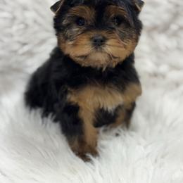 Toby - Black and tan male Yorkshire Terrier puppy in Mattawa, Washington from All Star Yorkies