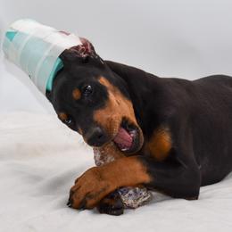 No collar female - Black and rust female Doberman Pinscher puppy in Lafayette, Louisiana from Indah Lux Dobermans
