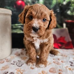 Gannon - Red male Cavapoo puppy in Lebanon, Missouri from Perkins Pups