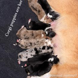American Corgi Puppies from 5H Corgis