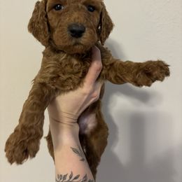 Poodle Puppies from Lady Mae's Standard Poodles