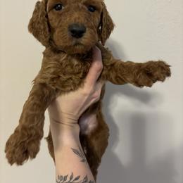 Poodle Puppies from Lady Mae's Standard Poodles