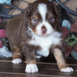 Red Tri Male - Red tri male Miniature Australian Shepherd puppy in Lawton, Oklahoma from Lindsey’s Aussies