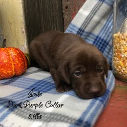 Dilute Retriever and Labrador Retriever Puppies from CKB Labradors