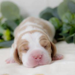 Beagle Puppies from BEARs Beagles