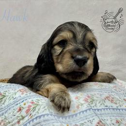 Hawk - Cream male Dachshund puppy in Pulaski, Tennessee from Billboard Doxies