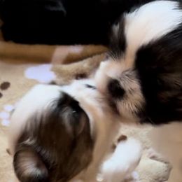 Shih Tzus from Marni's Shih Tzu Puppies