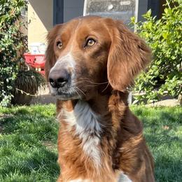 Ruby - Goldendoodle
