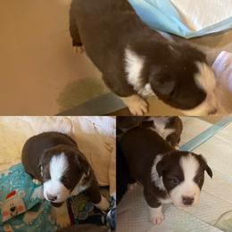 Red Bi male - Red & white male Australian Shepherd puppy in Ennis, Montana from D4R Australian Shepherds