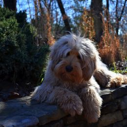 Australian Labradoodle All Grown Up from Cabin Hill Labradoodles