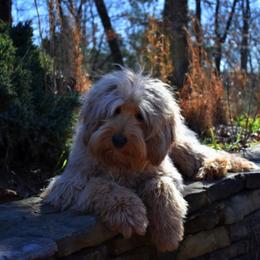 Australian Labradoodle All Grown Up from Cabin Hill Labradoodles