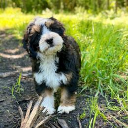 White boy - Tri-color male Bernedoodle puppy in Waukesha, Wisconsin from Bernedoodle Boutique (and Cavapoos)