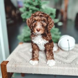 Honeybunch - Tri-color male Bernedoodle puppy in Jackson, Missouri from Pincksten Family Doodles