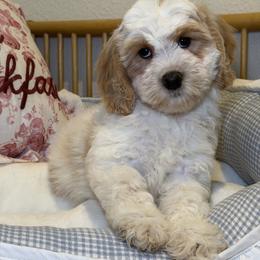 Lily - Caramel cream female Australian Labradoodle puppy in Valley Springs, California from Blue Denim Doodles