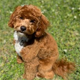 Nova - Goldendoodle