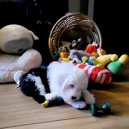 Old English Sheepdog puppies from Orleans Old English Sheepdogs