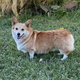 Hattie - Pembroke Welsh Corgi
