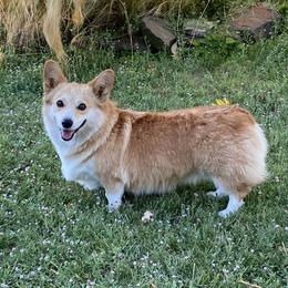Hattie - Pembroke Welsh Corgi