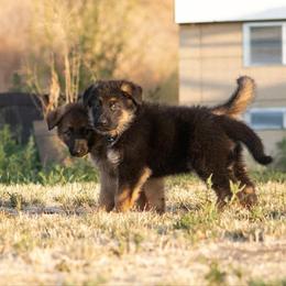 German Shepherd Puppies from vom Gannett