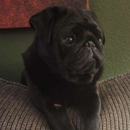 Jasper - Pug