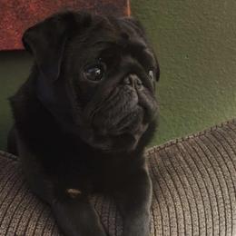 Jasper - Pug