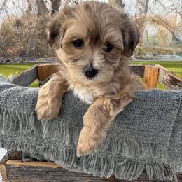 Howard - Gold sable male Havanese puppy in Nyssa, Oregon from Hillside Havanese