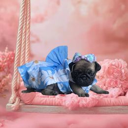 Lilo - Fawn female Pug puppy in Winter Haven, Florida from Precious Paws