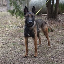 Nika - Belgian Malinois