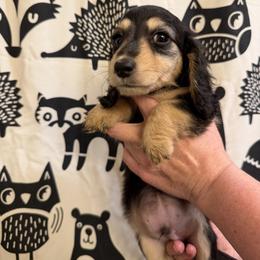 Musketeer - Black and cream male Dachshund puppy in Huntingdon, Pennsylvania from Indian Creek Springers and Doxies