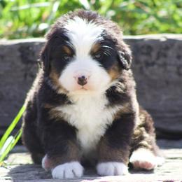 Red female - Black tan and white female Bernese Mountain Dog puppy in Winigan, Missouri from Home Sweet Bernese