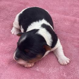 Shelton - Black tan and white female Biewer Terrier puppy in Douglas, Georgia from Heartland small breeds