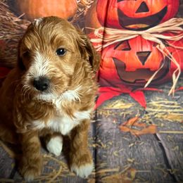 Chutney - Red  male Goldendoodle puppy in Bradenton, Florida from Christianna’s Mini Goldendoodles