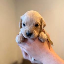Female pick 7 - Light golden female Golden Retriever puppy in Colville, Washington from Columbia Ridge Goldens
