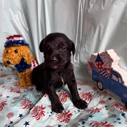 Luke Cage - Black and white male Xoloitzcuintli puppy in Manitowoc, Wisconsin from Wonderland Kennel