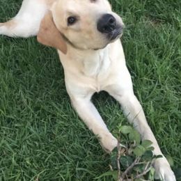 Labrador Retrievers from Shady Oaks Kennels