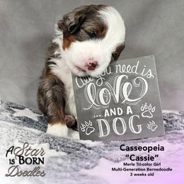 Cassiopeia - 'Cassie' - Pink Collar - Blue merle female Bernedoodle puppy in Jackson, Michigan from A Star is Born Doodles