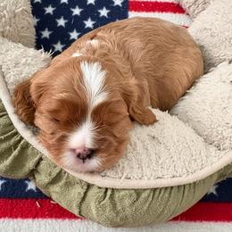 Moose - Blenheim male Cavalier King Charles Spaniel puppy in Melbourne, Florida from Majestic Cavaliers of Melbourne FL