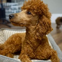 Cavapoos, Cockapoos, and Poodles from KDK Missouri Miniature Poodles
