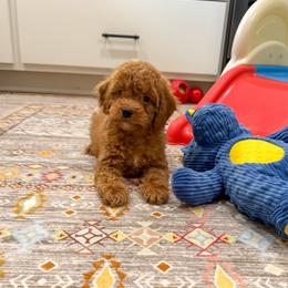 Karl - Red male Cockapoo puppy in Beresford, South Dakota from DAKOTA DOOD RANCH