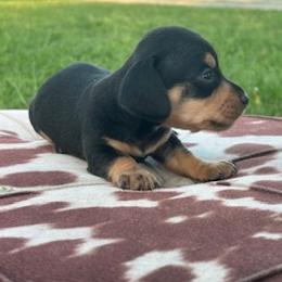 Finn - Black and tan male Dachshund puppy in Oklahoma from Rockin’ S Kennel