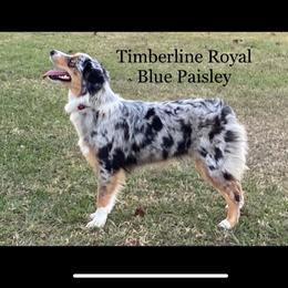 Paisley - Miniature Australian Shepherd