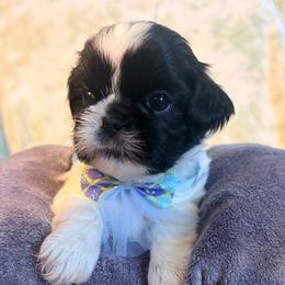 Tom - Black and white male Shih Tzu puppy in Hemet, California from Aloha Shih Tzu