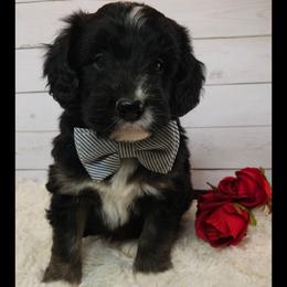 Soufflé - Black and white male Sheepadoodle puppy in Farley, Iowa from Iowa's Doodle Co.