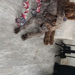 Clover - Labradoodle