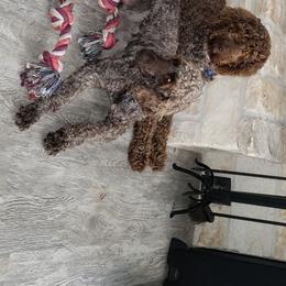 Clover - Labradoodle